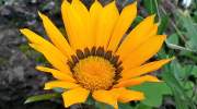 flora-blumen-la-gomera-bluete.jpg