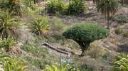 flora-la-gomera-drachenbaum.jpg