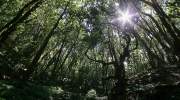 Canarianfeeling -La-Gomera-Nationalpark-Garajonay-Lorbeerwald.jpg