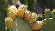 flora-la-gomera-kaktusfeigen.jpg