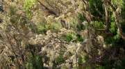 La-gomera-flora-bartflechten.jpg