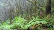 der-nationalpark-auf-la-gomera.jpg