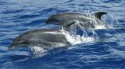 schwimmende-delfine-la-gomera.jpg