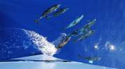 Canarianfeeling-la-gomera-fauna.jpg