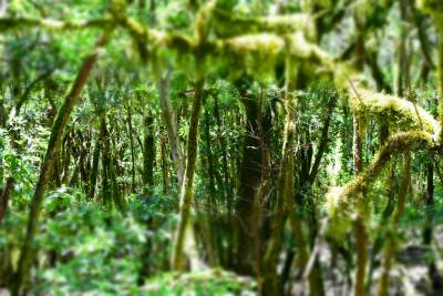 The National Park Garajonay on La Gomera