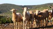 Tiere-schafe-la-gomera.JPG