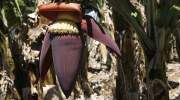 bananenbluete-la-gomera.jpg