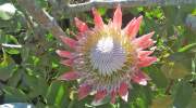 blumenarten-la-gomera.jpg