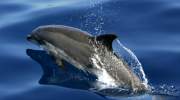 kleiner-delfin-la-gomera.JPG