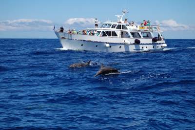 The whale watching boat TINA