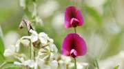 Canarianfeeling-flora-la-gomera-tangerplatterbse.jpg