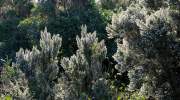 flora-la-gomera-baumheide.jpg